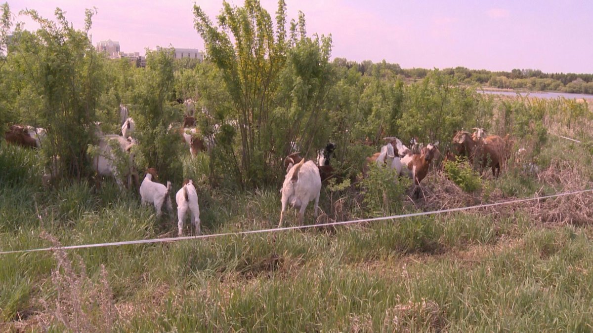 Goats eat invasive plant species in Wascana Park.