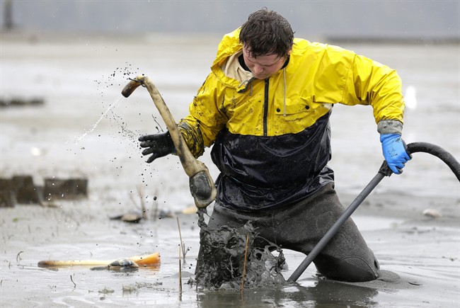 Geoduck farming takes off as demand for clams grows in Asia
