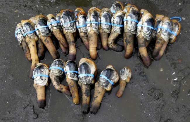 Farming geoducks takes patience and lots of gear