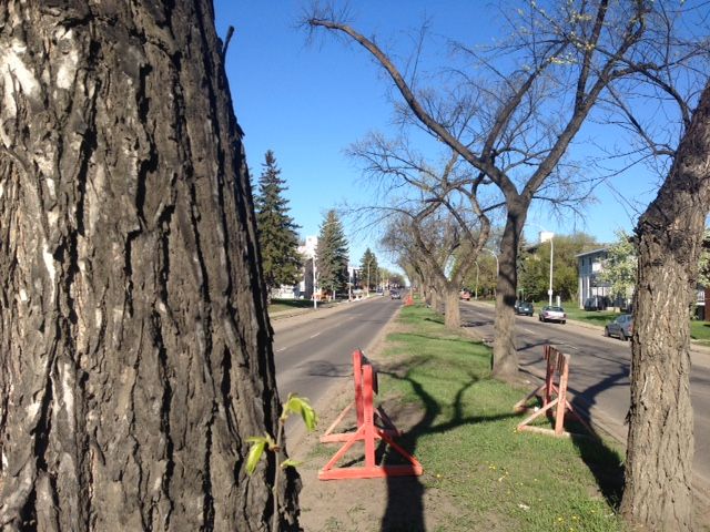 Elm trees on Whyte Avenue are being removed after 70 years on one of Edmonton's most popular streets, May 11, 2015. 