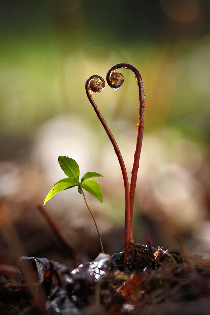 In this May 6, 2011 file photo, a pair of ferns begin to unfurl their fiddlehead fronds in Freeport, Maine.