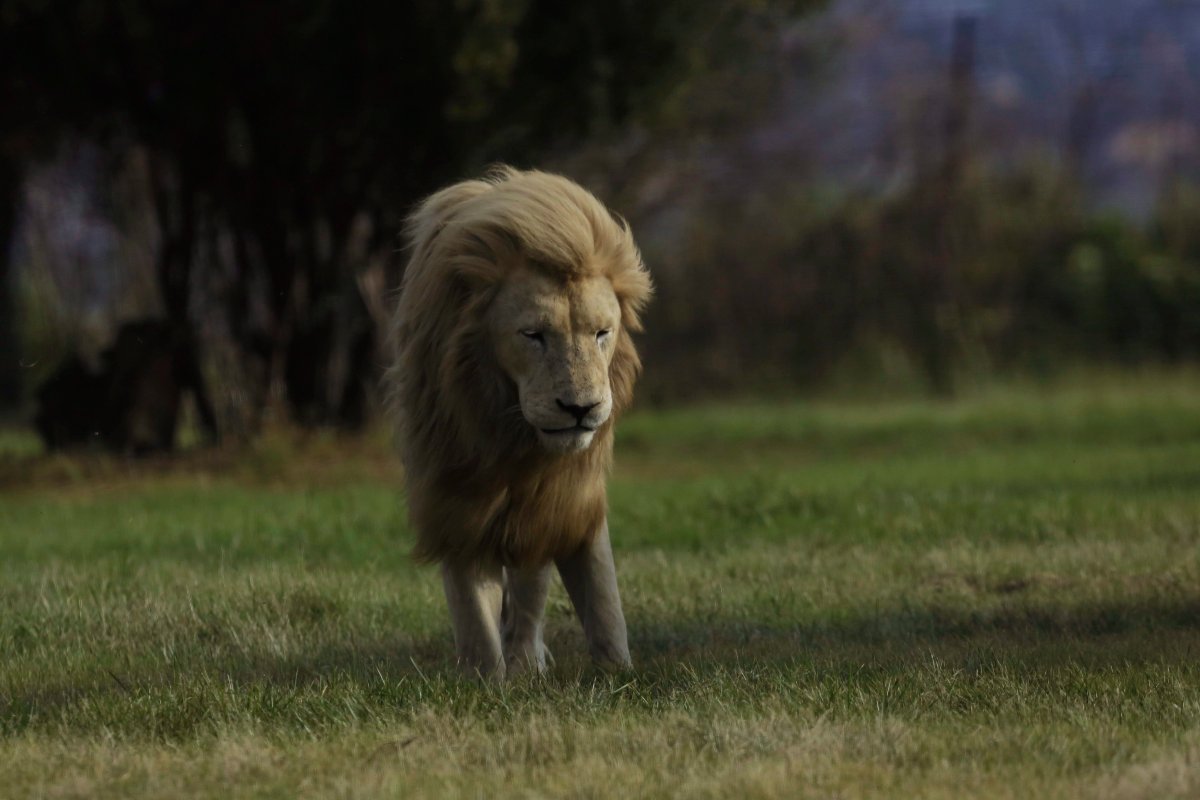 A male lion stands in the breeze at the Lion Park outside Johannesburg, South Africa, Wednesday Feb. 4, 2015. 