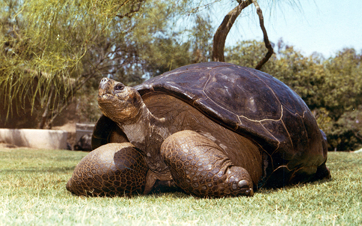This undated photo from the San Diego Zoo shows Speed, a Galapagos tortoise that has been at the zoo since 1933. The zoo reported Friday, June 19, 2015 that Speed had been euthanized at an estimated age of more than 150 years.