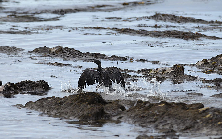 A bird covered in oil flaps its wings at Refugio State Beach, north of Goleta, Calif. As thousands of gallons of crude oil from a ruptured pipeline spread along the California coast, its operator was unable to contact workers near the break to get information required to alert federal emergency officials, records released Wednesday, June 24, 2015 said.