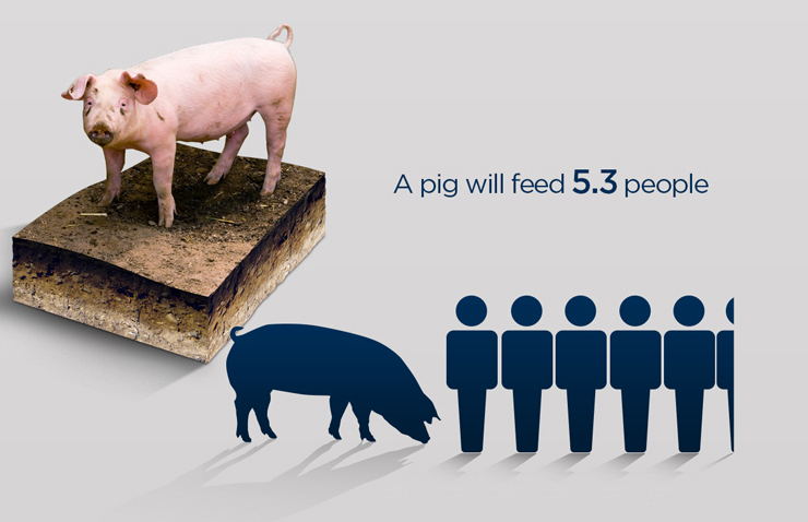 A hog, a year and 5.3 Canadians: Our appetite for animal products, by the numbers - image