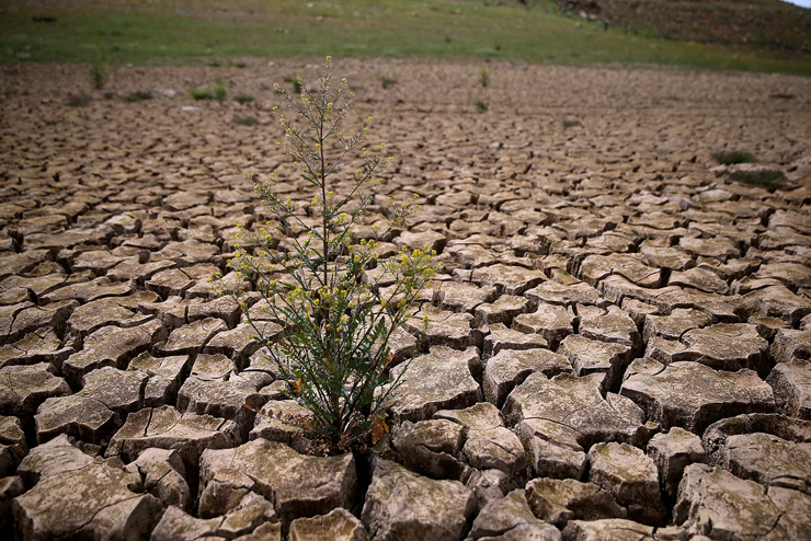 Weeds grow in dry cracked earth that used to be the bottom of Lake McClure on March 24, 2015 in La Grange, California. 