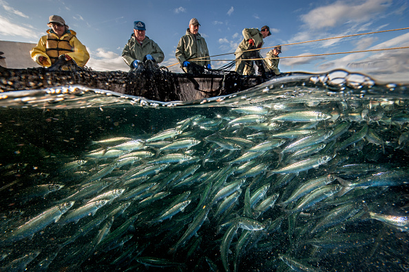 A fishing crew hauls in a trap filled with herring in the Strait of Belle Isle. Newfoundland, Canada.