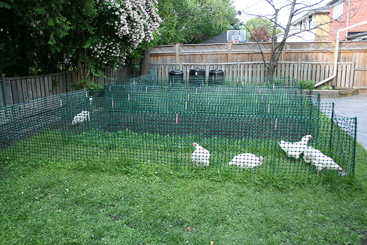 What You Need To Know About Backyard Chickens Globalnews Ca What You Need To Know About Backyard Chickens Globalnews Ca