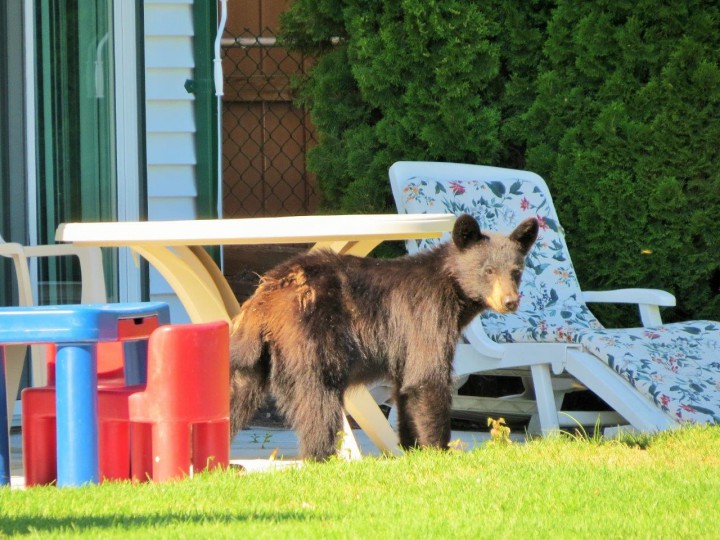 Conservation officers chased a back bear from yard-to-yard, along the shore of Kalamalka Lake, Sunday afternoon.