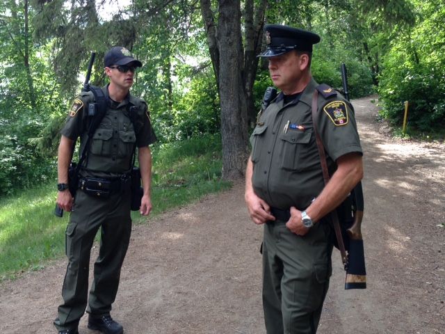 Alberta Fish and Wildlife officers search for a black bear in Edmonton’s river valley after reported sightings, Thursday, June 25, 2015.