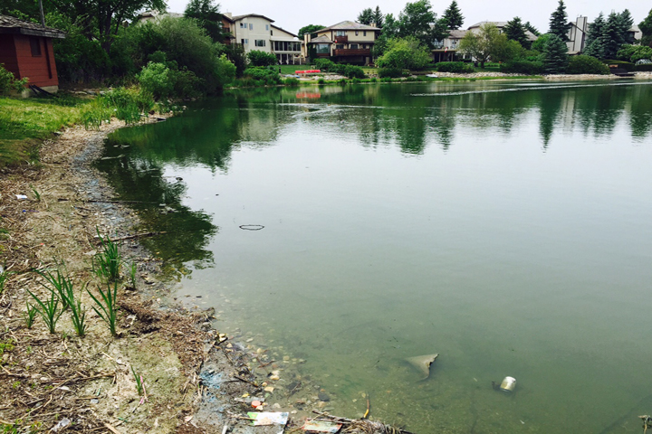 The City of Regina is advising residents to stay out of the water at Lakewood’s retention pond because there is blue-green algae present.