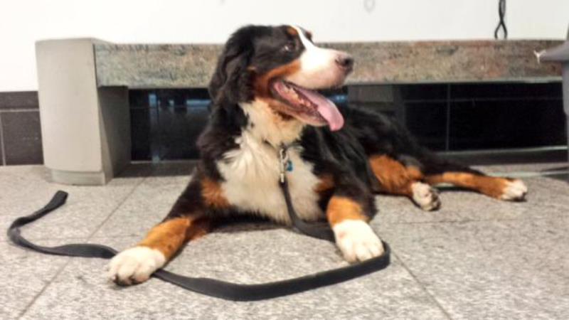 A four-year-old Bernese Mountain Dog named Bruno has been reunited with his owner after the animal was mistakenly sent on a plane back to Cuba.