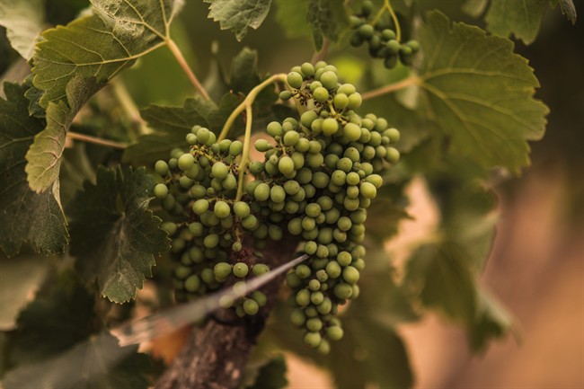 Cheaper wine, cheese and avocados: How trade deals impact the price of your favourite things - image