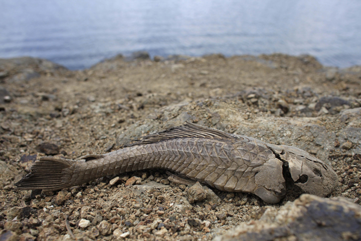 In this June 15, 2015 photo, a fish carcass litters the banks of the unusually low Carraizo reservoir in Trujillo Alto, Puerto Rico. 