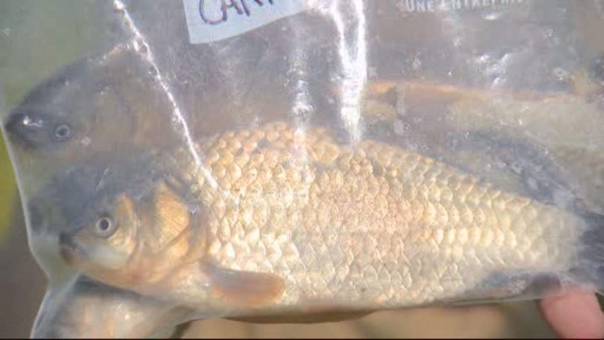Prussian Carp found in a small stream.