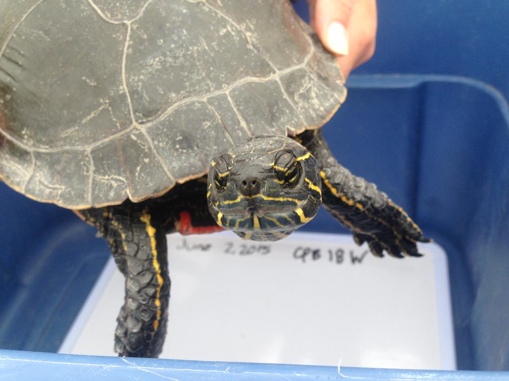 Researchers in Regina have discovered what is thought to be the largest Western Painted Turtle ever recorded.