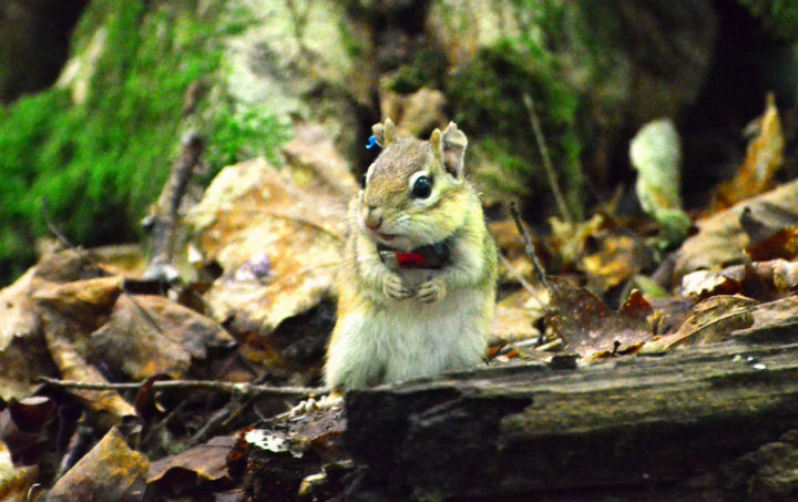 OPP are reminding drivers to not veer for wildlife.