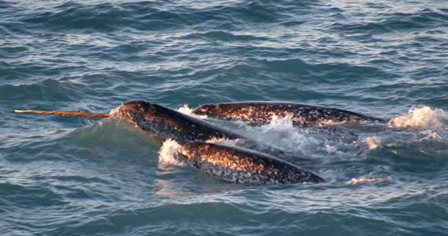 A pod of narwhals surfaces in northern Canada in this August 2005 file photo provided by the National Oceanic and Atmospheric Administration. 