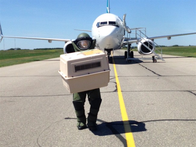 Saskatoon Police Service Const. Matt Maloney, of the Explosive Disposal Unit, due to high heat removes two cats from a plane during an ongoing investigation into a bomb threat in Saskatoon, Sask., on Saturday, June 27, 2015. A WestJet flight bound for Edmonton from Halifax was diverted to Saskatoon on Saturday morning following a bomb threat. THE CANADIAN PRESS/HO - Saskatoon Police Service.