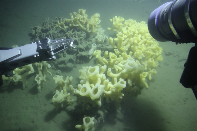 FILE PHOTO: A glass sponge reef is shown in the Strait of Georgia, B.C.