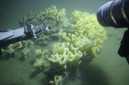 B.C. rare glass reefs need more protection: group | Globalnews.ca
