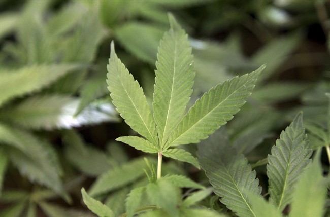 Police say an 18-year-old Chatham man was charged and released from custody. He's set to appear in court on Sept. 10.