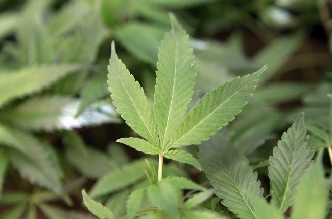 This Feb. 1, 2011 file photo shows medical marijuana clone plants at a medical marijuana dispensary in Oakland, Calif. 