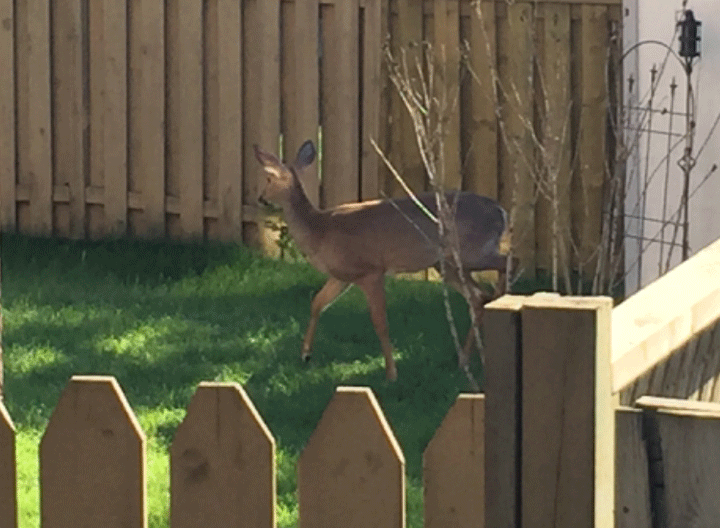 This deer was rescued from a Whitby pool on June 2, 2015.