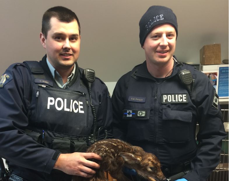 Mounties help deliver baby fawn after striking deer in Nova Scotia - image