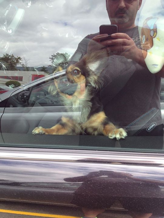 The dog inside the car.