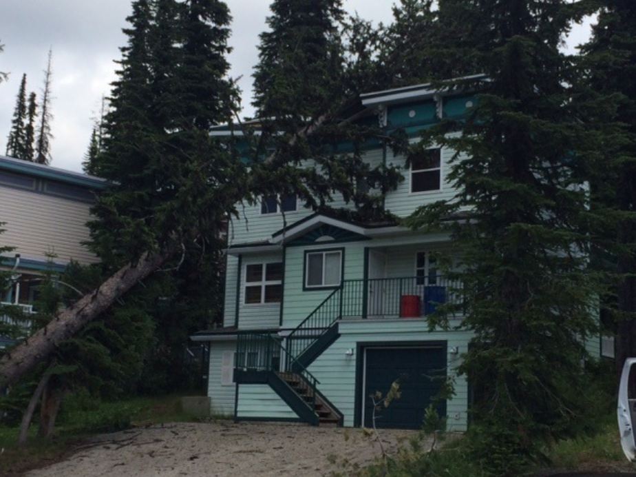 Storm Toppled Tree at Silver Star.