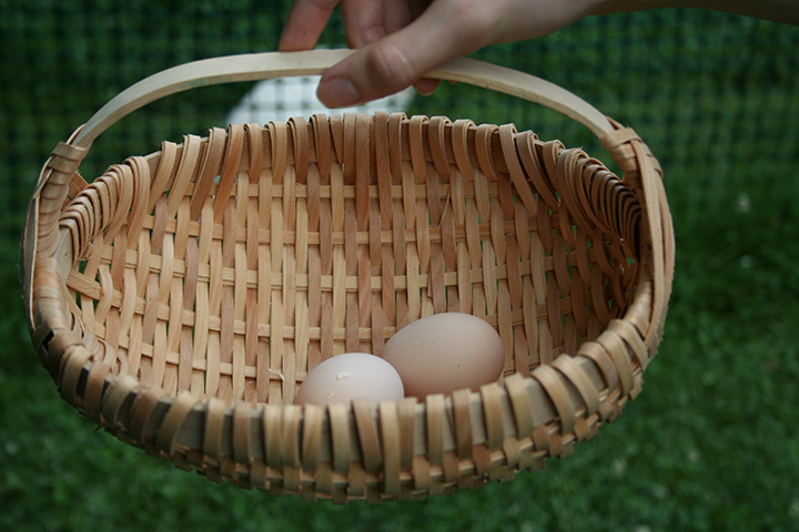 Fresh eggs from TC’s hens.