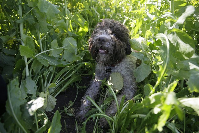 mushroom sniffing dog