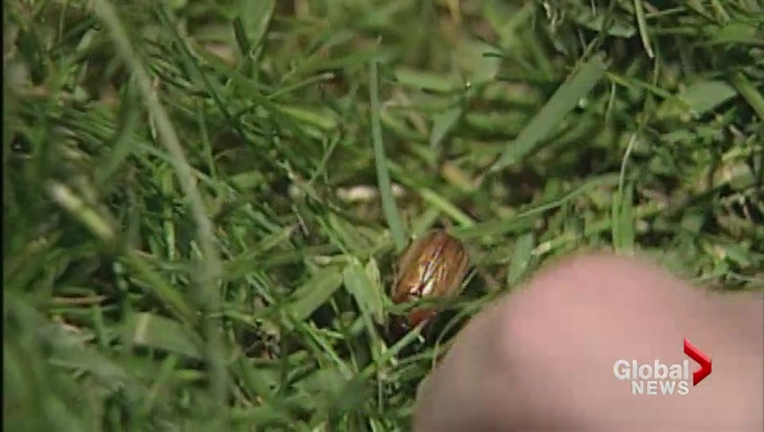 An invasive chafer beetle.