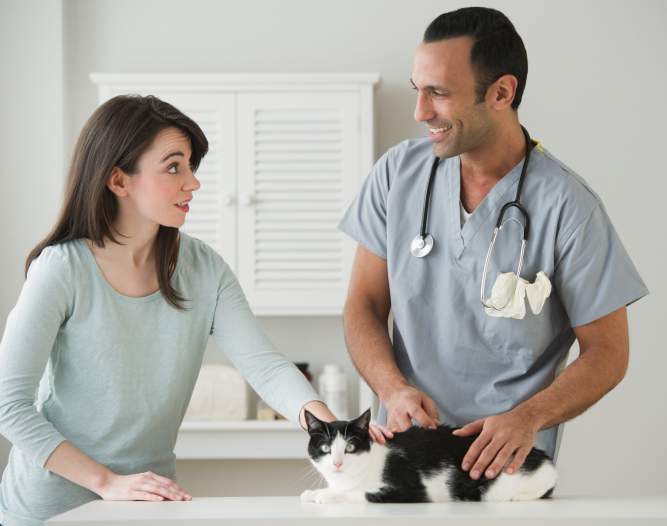 6 things to know before you travel with your pet - image