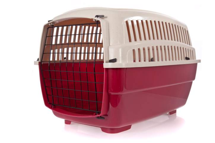 6 things to know before you travel with your pet - image