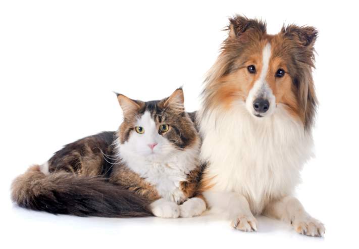 6 things to know before you travel with your pet - image