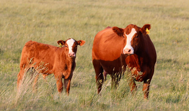 Hereford cattle in pasture