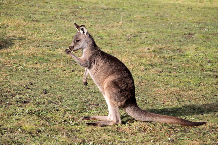 An eastern grey kangaroo dines while using his left paw.
