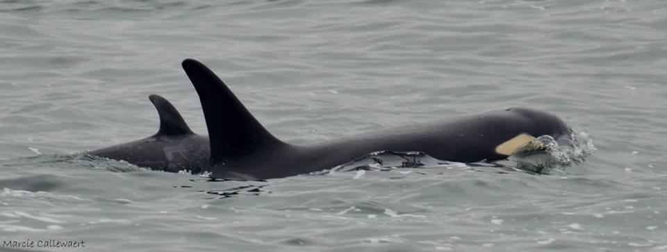 New photos of endangered Southern Resident orcas show mom, baby doing well - image