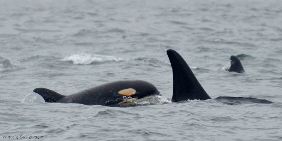 Credit: Marcie Callewaert