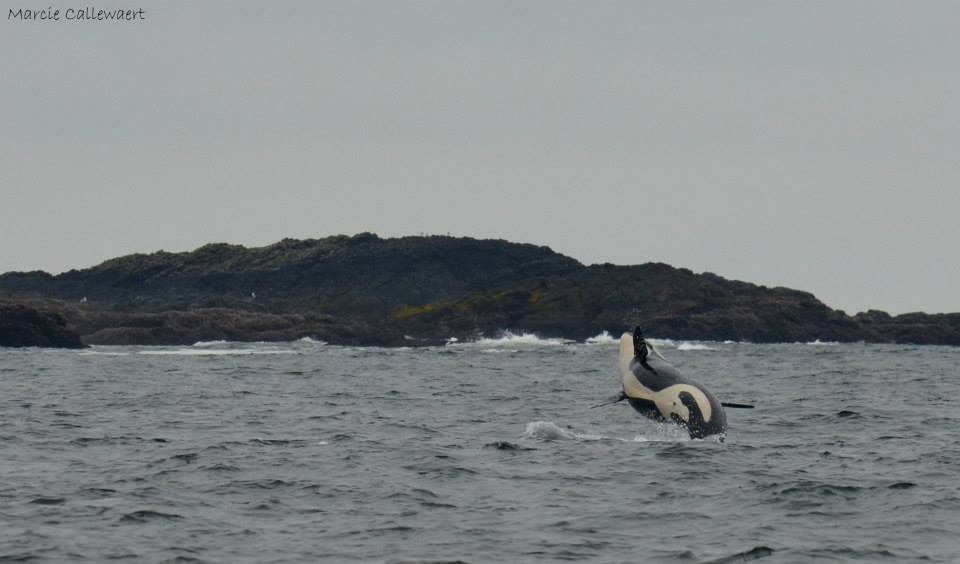 Credit: Marcie Callewaert