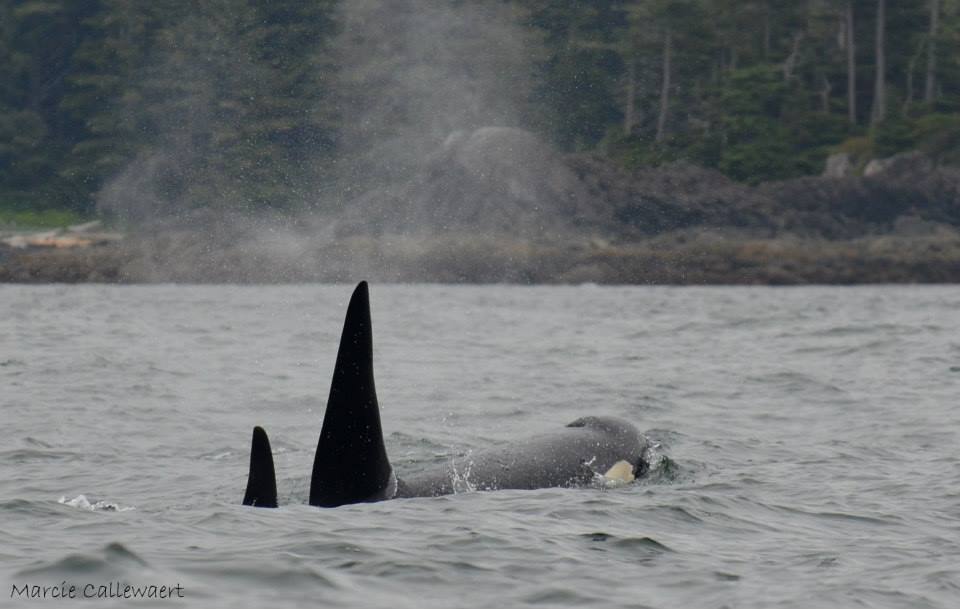 Credit: Marcie Callewaert