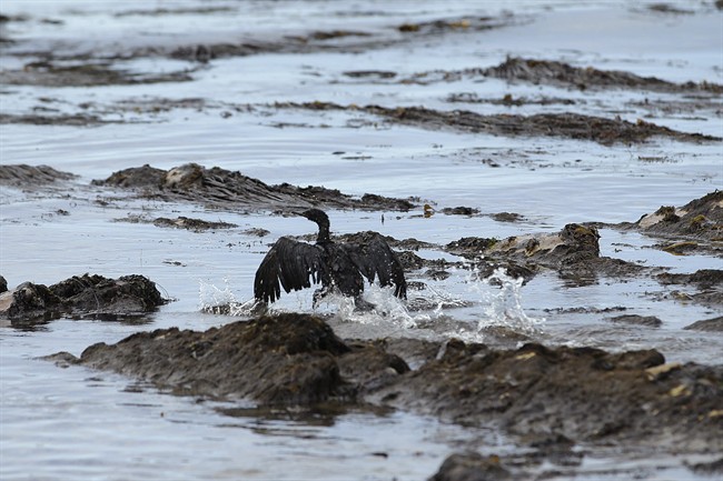 In this May 21, 2015 file photo, a bird covered in oil flaps its wings at Refugio State Beach, north of Goleta, Calif. after thousands of gallons of crude oil from a ruptured pipeline spread along the California coast.
