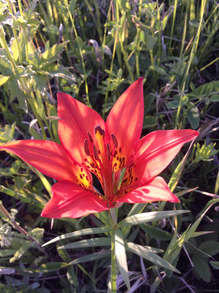 June 27: This Your Saskatchewan photo was taken by Darian Hoffman in Watson.