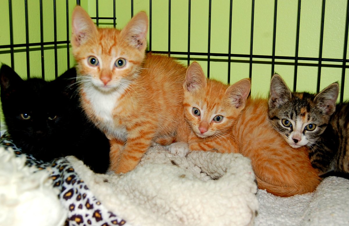 Kittens rescued from asbestos filled abandoned home - image