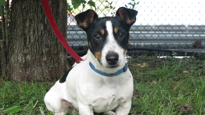 Marty is an approximately one-year-old male Jack Russell Terrier who would love for you to take him home.