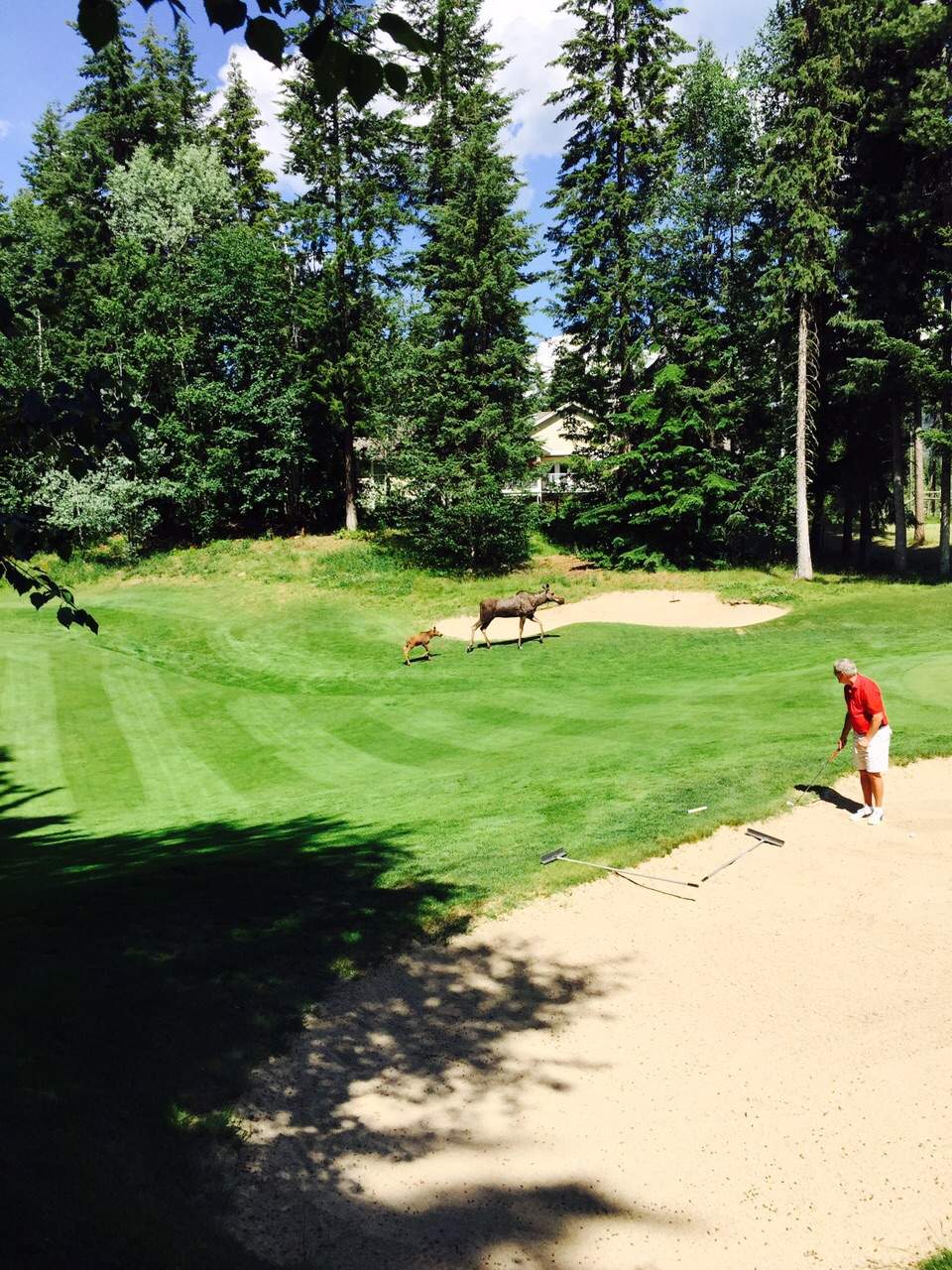 Moose family takes up golf course residence - image