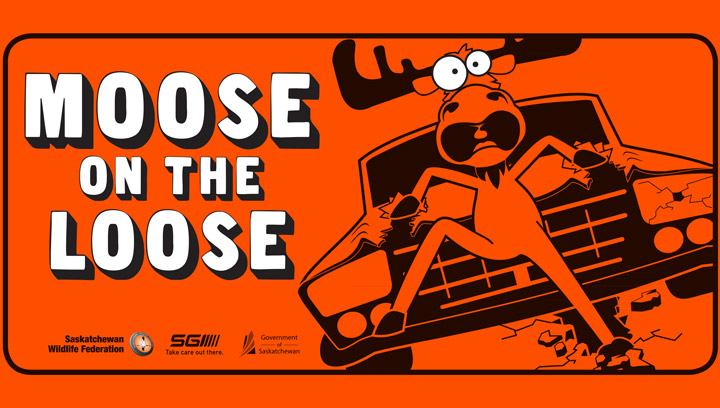 Moose on the loose gets new look as annual campaign highlights the dangers of wildlife on Saskatchewan roads.