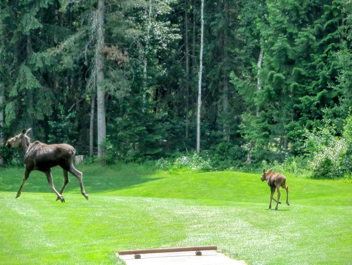Moose family takes up golf course residence - image